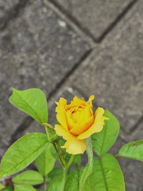 Attach image