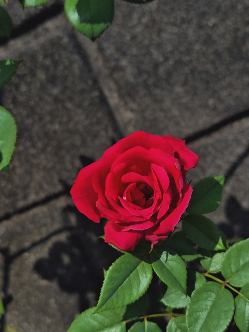 Attach image