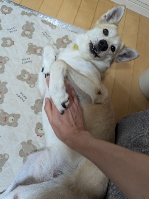 Attach image