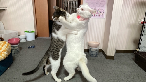 Attach image