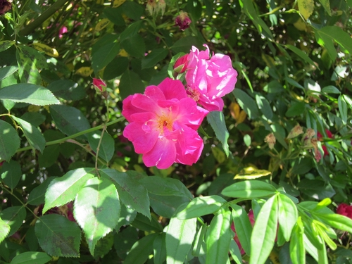 Attach image