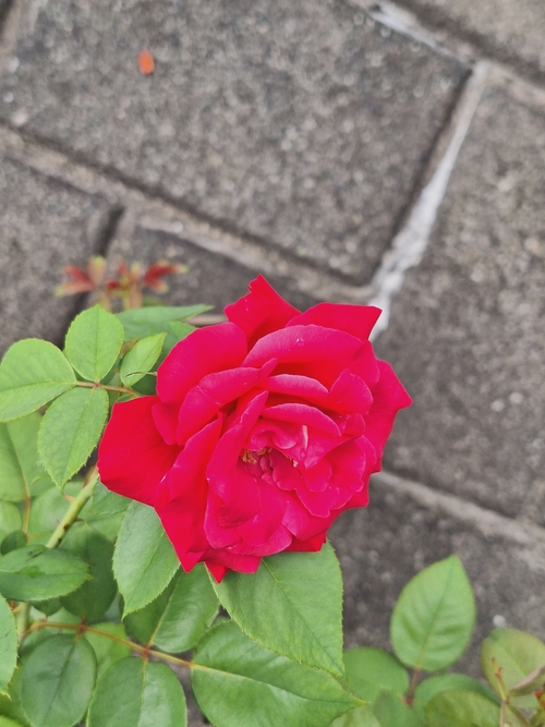 Attach image