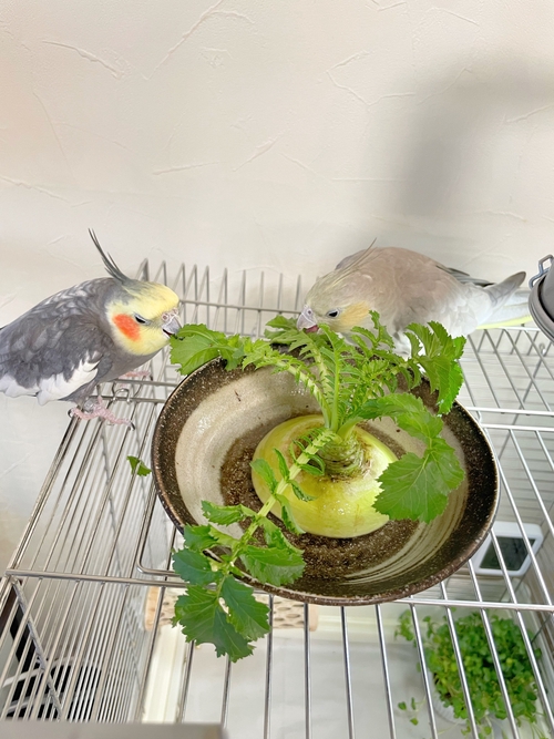 Attach image