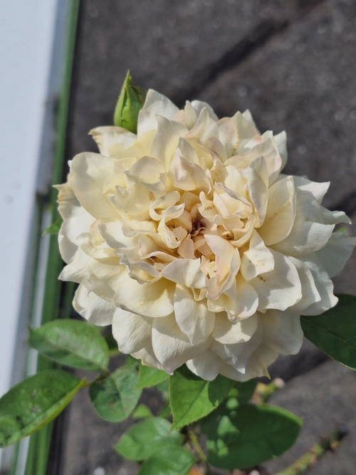 Attach image