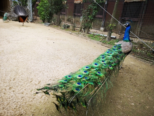 Attach image