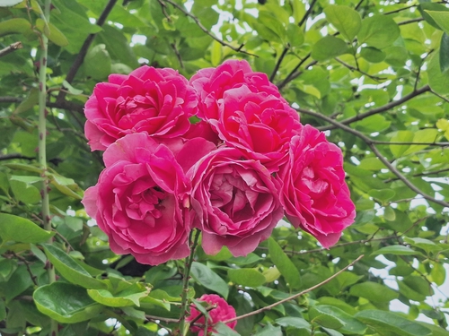 Attach image