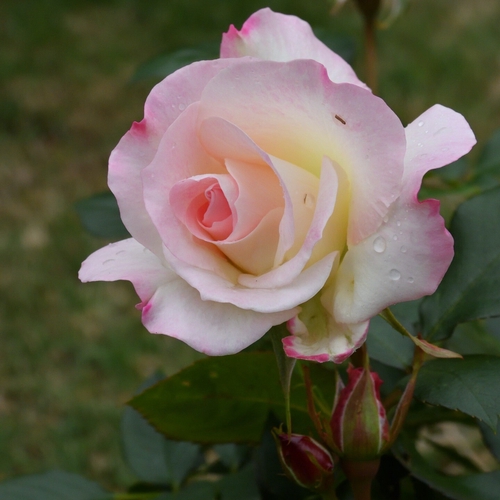 Attach image