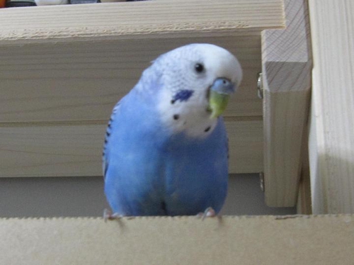 Attach image