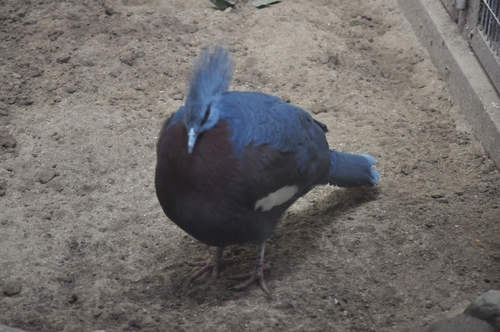 Attach image