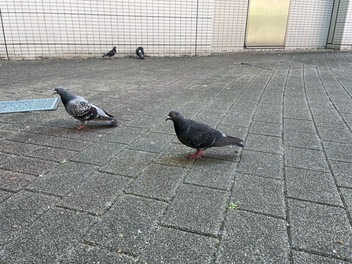 Attach image