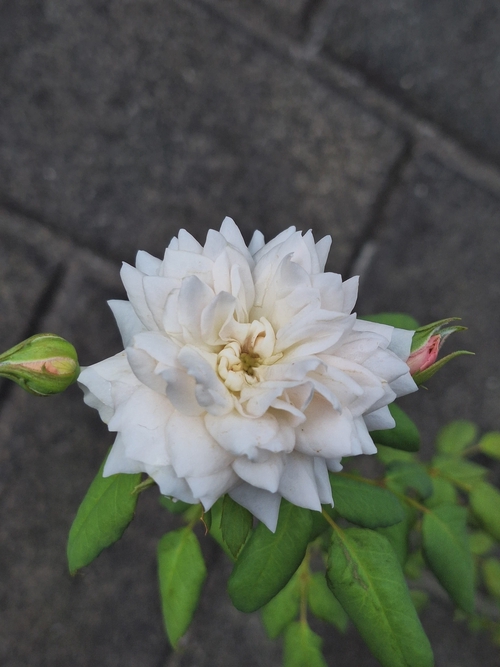 Attach image