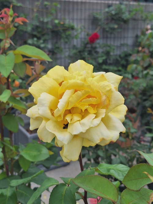 Attach image