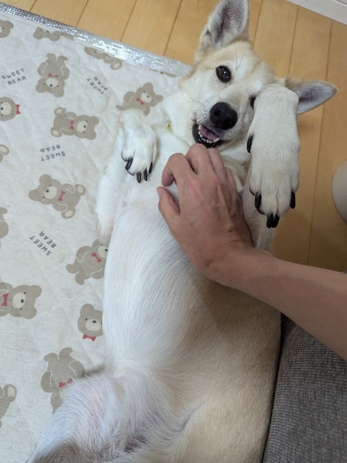 Attach image