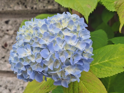 Attach image