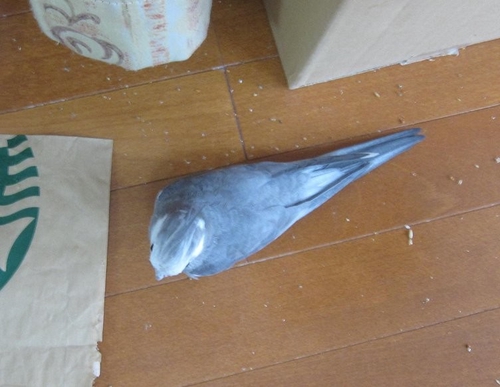 Attach image