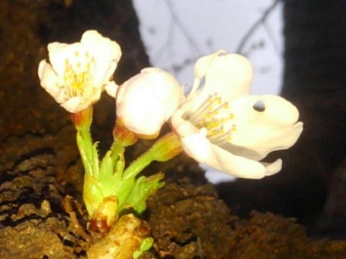 Attach image
