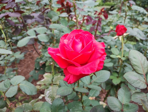 Attach image