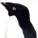 :adelie_penguin: