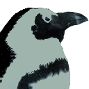 :cape_penguin: