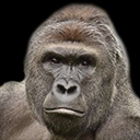 :gorilla2: